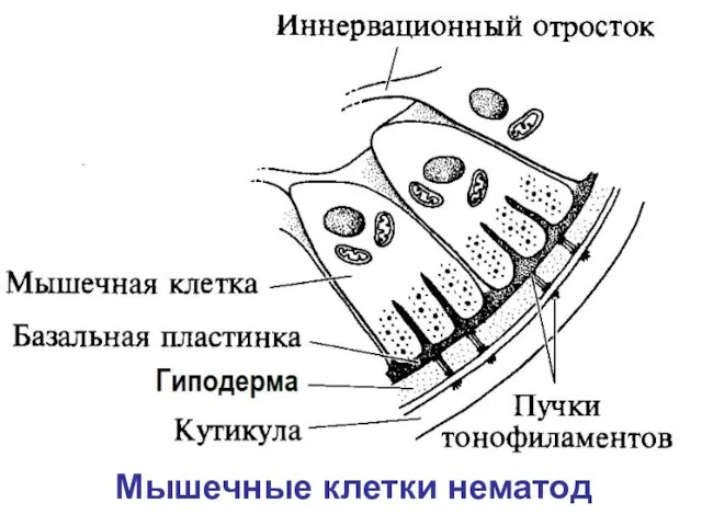 Мышечные клетки нематод