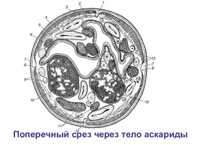 Поперечный срез через тело аскариды