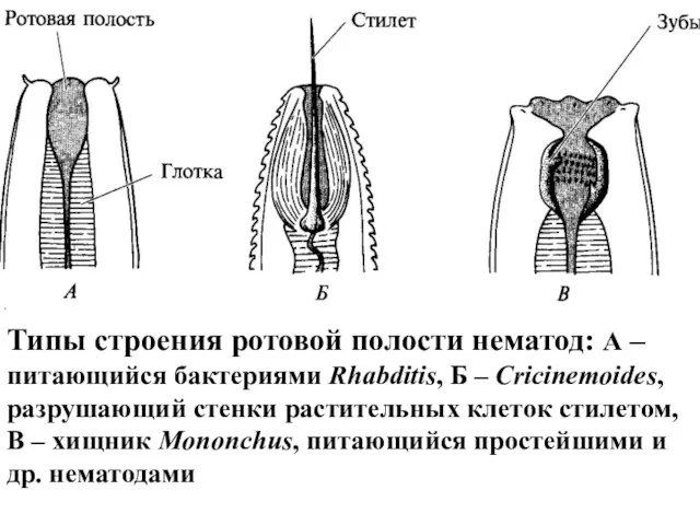 Типы строения ротовой полости нематод: А –питающийся бактериями Rhabditis, Б