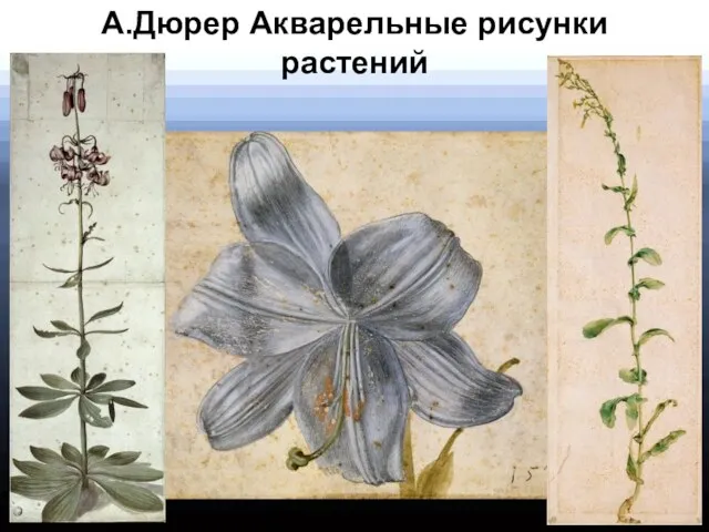 А.Дюрер Акварельные рисунки растений