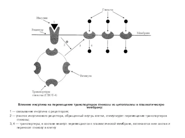 Влияние инсулина на перемещение транспортеров глюкозы из цитоплазмы в плазматическую