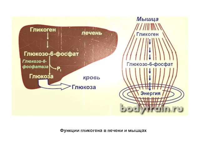 Функции гликогена в печени и мышцах