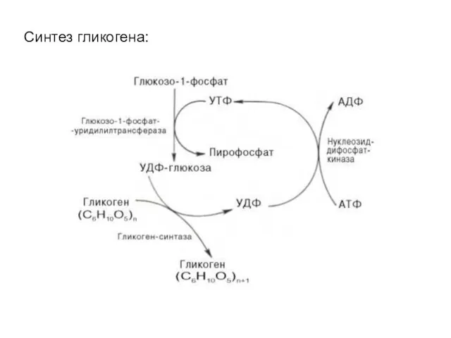 Синтез гликогена: