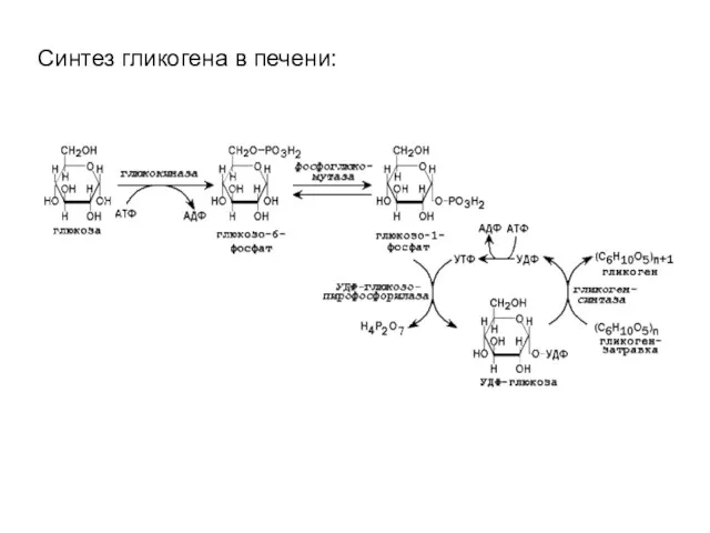 Синтез гликогена в печени: