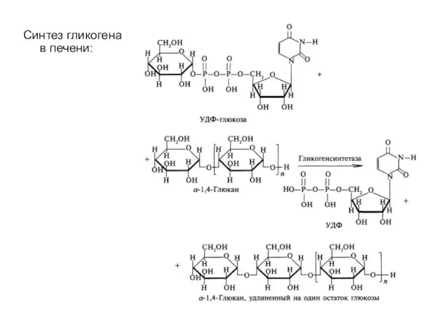 Синтез гликогена в печени: