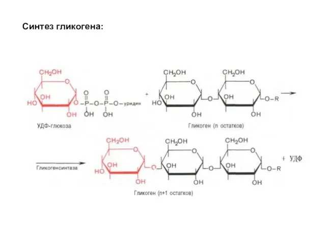 Синтез гликогена: