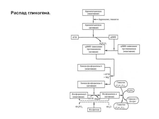 Распад гликогена.