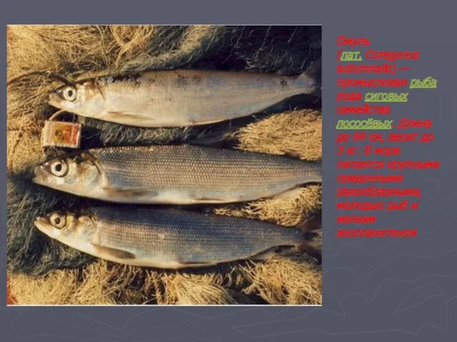 О́муль О́муль (лат. Coregonus autumnalis) — промысловая рыба рода сиговых