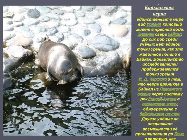Байка́льская не́рпа единственный в мире вид тюленя, который живёт в