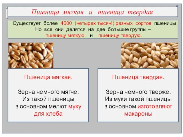 Существует более 4000 (четырех тысяч!) разных сортов пшеницы. Но все