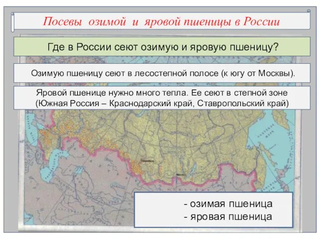 Посевы озимой и яровой пшеницы в России - озимая пшеница