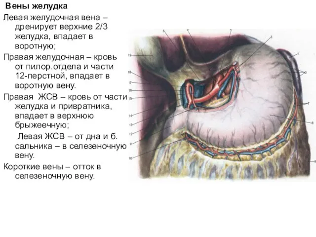 Вены желудка Левая желудочная вена – дренирует верхние 2/3 желудка, впадает в воротную;