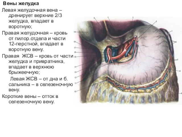 Вены желудка Левая желудочная вена – дренирует верхние 2/3 желудка,