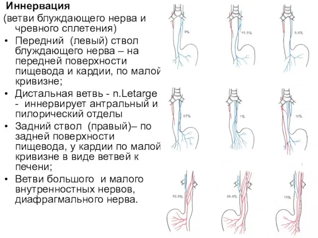 Иннервация (ветви блуждающего нерва и чревного сплетения) Передний (левый) ствол блуждающего нерва –