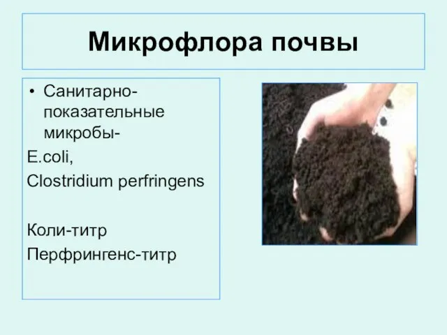 Микрофлора почвы Санитарно-показательные микробы- E.coli, Clostridium perfringens Коли-титр Перфрингенс-титр