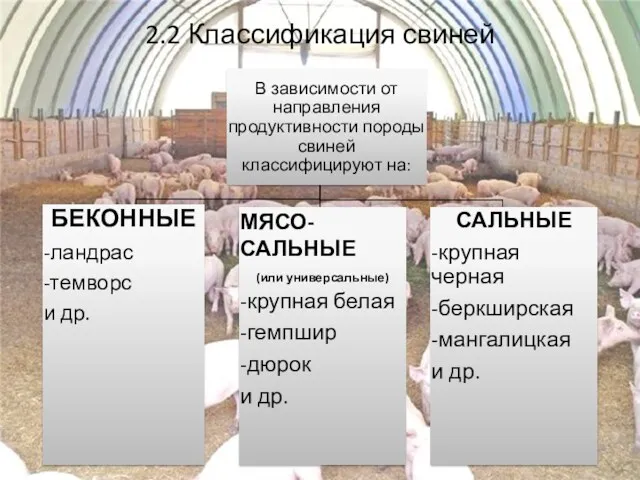 2.2 Классификация свиней