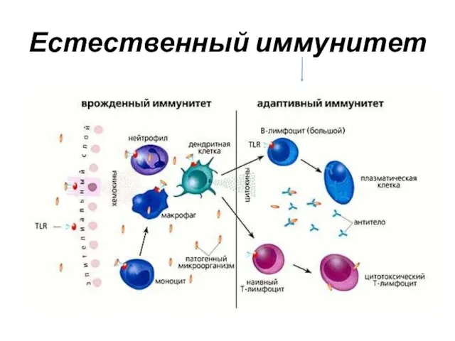 Естественный иммунитет