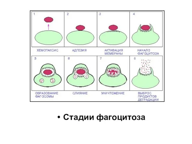 Стадии фагоцитоза