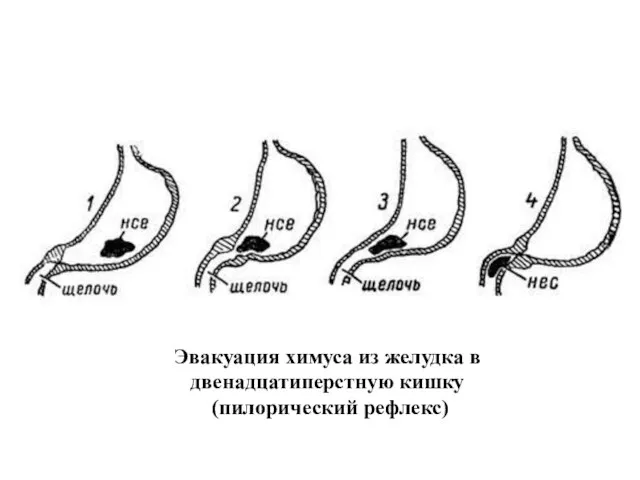 Эвакуация химуса из желудка в двенадцатиперстную кишку (пилорический рефлекс)