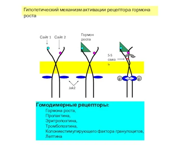 Сайт 1 Сайт 2 S-S связь Jak2 Гипотетический механизм активации