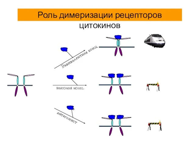 Эквивалентная конц. высокая конц. антагонист Роль димеризации рецепторов цитокинов