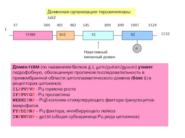 Доменная организация тирозинкиназы Jak2 Домен FERM (по названиям белков 4.1,