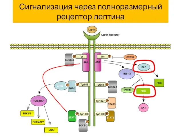 Сигнализация через полноразмерный рецептор лептина