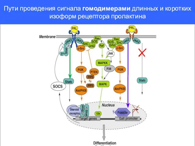 Пути проведения сигнала гомодимерами длинных и коротких изоформ рецептора пролактина