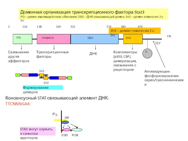 Доменная организация транскрипционного фактора Stat3 PID – домен взаимодействия с