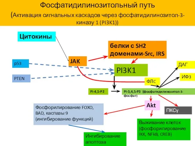 Фосфатидилинозитольный путь (Активация сигнальных каскадов через фосфатидилинозитол-3-киназу 1 (PI3K1)) белки