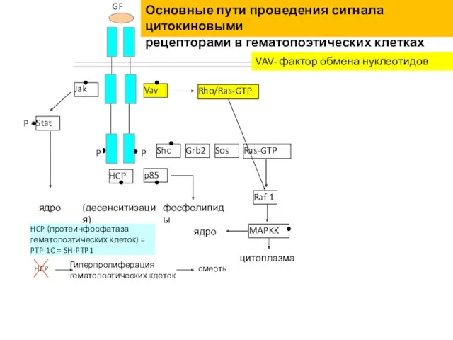 ядро (десенситизация) фосфолипиды ядро цитоплазма GF P P P Jak