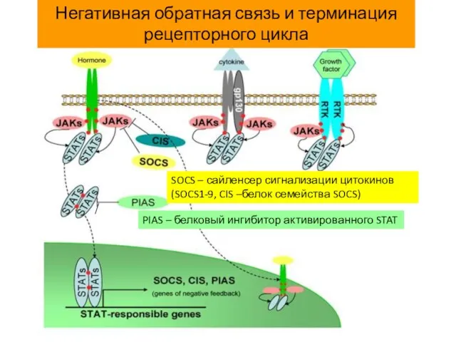 Негативная обратная связь и терминация рецепторного цикла SOCS – сайленсер