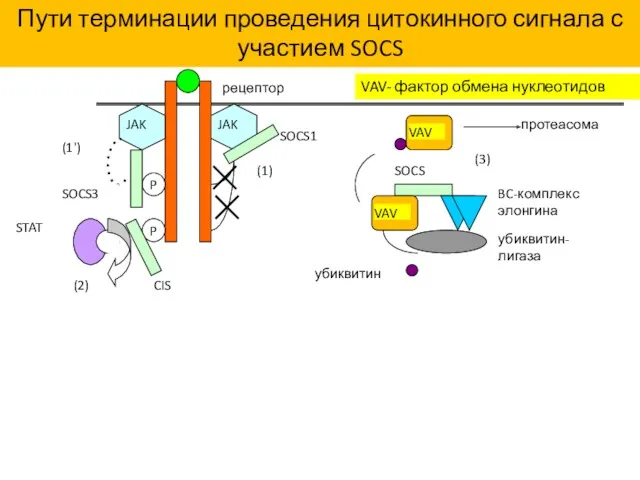 лиганд рецептор SOCS3 STAT CIS (1) (1') (2) SOCS1 Пути