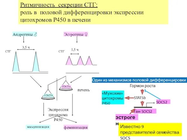 Ритмичность секреции СТГ: роль в половой дифференцировки экспрессии цитохромов P450