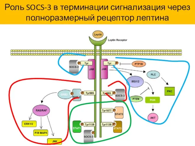 Роль SOCS-3 в терминации сигнализация через полноразмерный рецептор лептина