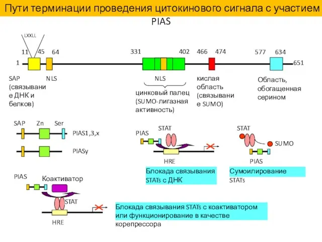 1 651 SAP (связывание ДНК и белков) 11 45 NLS