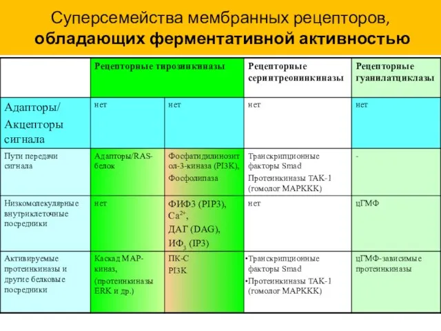 Суперсемейства мембранных рецепторов, обладающих ферментативной активностью