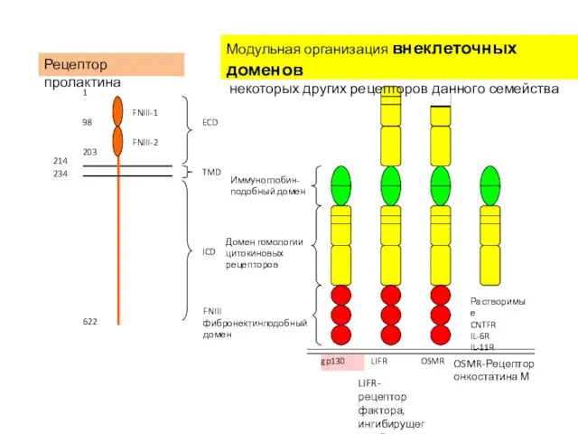 Рецептор пролактина Модульная организация внеклеточных доменов некоторых других рецепторов данного