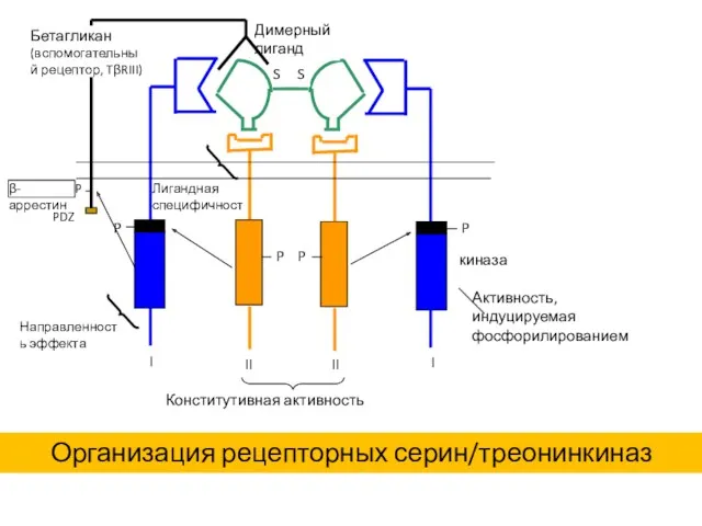 Димерный лиганд киназа Конститутивная активность Активность, индуцируемая фосфорилированием Организация рецепторных