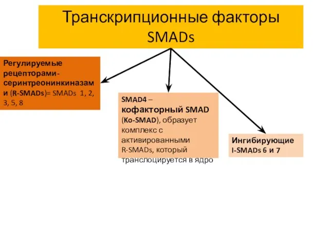 Транскрипционные факторы SMADs Регулируемые рецепторами-серинтреонинкиназами (R-SMADs)= SMADs 1, 2, 3,