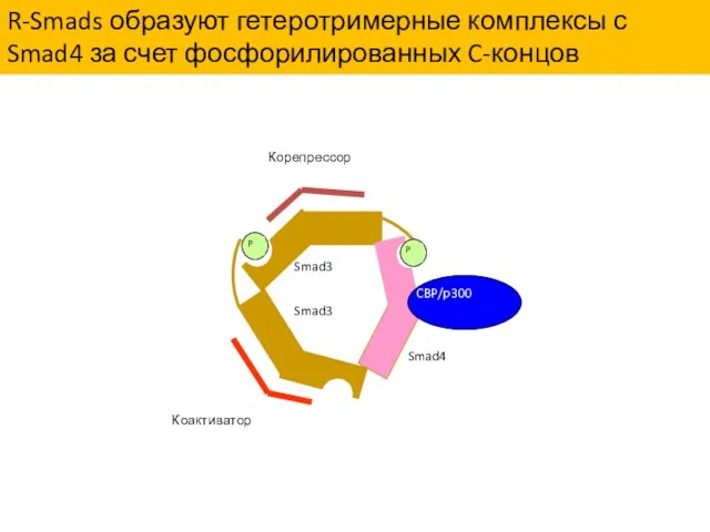 R-Smads образуют гетеротримерные комплексы с Smad4 за счет фосфорилированных C-концов