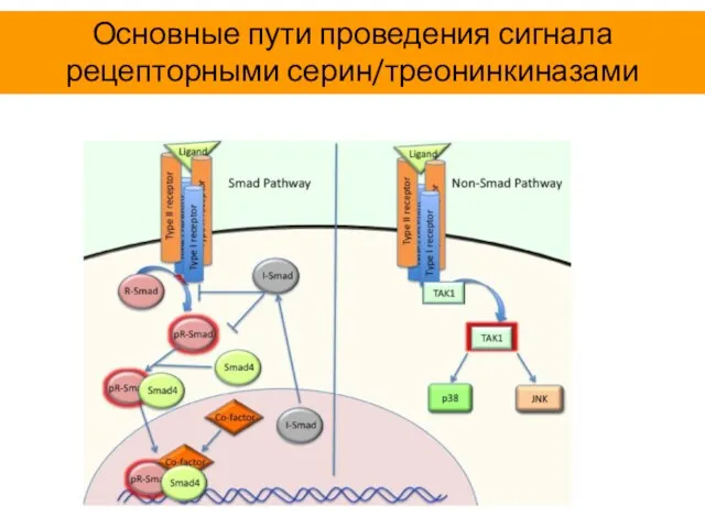 Основные пути проведения сигнала рецепторными серин/треонинкиназами