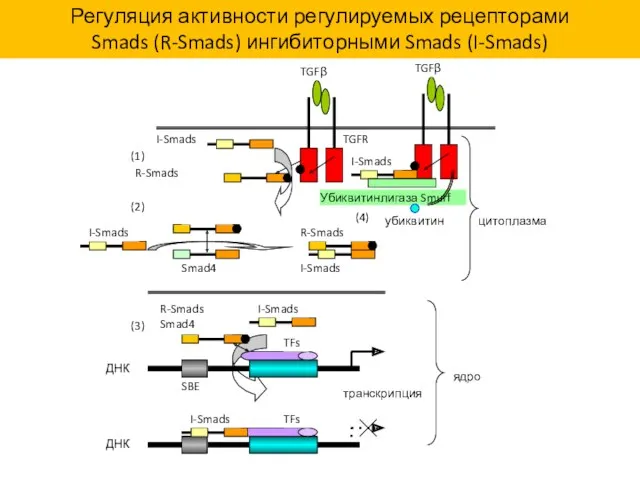 Регуляция активности регулируемых рецепторами Smads (R-Smads) ингибиторными Smads (I-Smads)