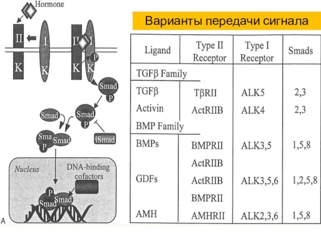 Варианты передачи сигнала