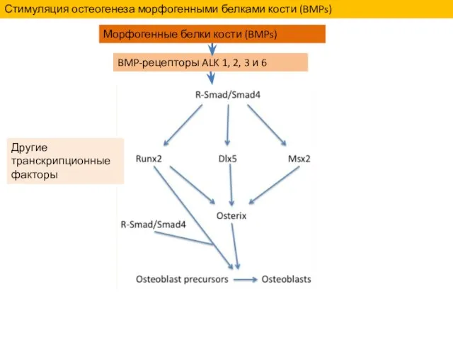 Морфогенные белки кости (BMPs) BMP-рецепторы ALK 1, 2, 3 и