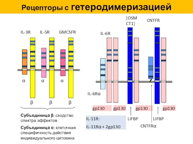 Рецепторы с гетеродимеризацией