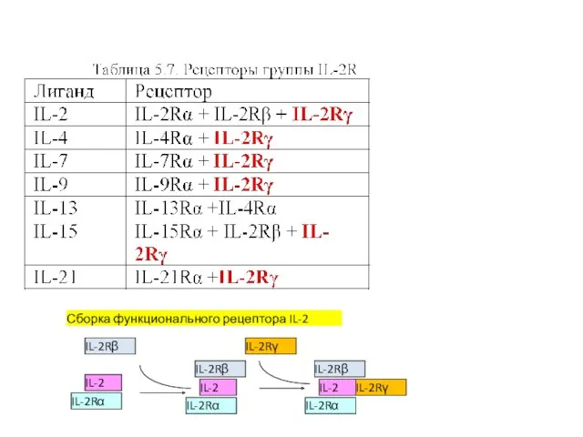 IL-2 IL-2Rα IL-2Rβ IL-2 IL-2Rα IL-2Rβ IL-2 IL-2Rα IL-2Rβ IL-2Rγ IL-2Rγ Сборка функционального рецептора IL-2
