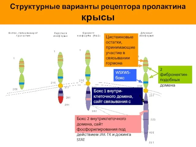 Структурные варианты рецептора пролактина крысы WSXWS-бокс Цистеиновые остатки, принимающие участие