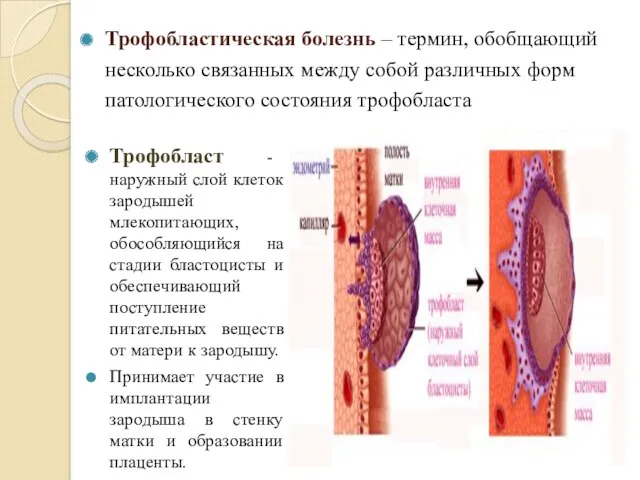 Трофобластическая болезнь – термин, обобщающий несколько связанных между собой различных