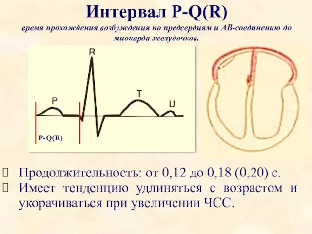 Интервал P-Q(R) время прохождения возбуждения по предсердиям и АВ-соединению до